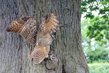 Eurasian Eagle-owl spreading wings to gain balance, England

