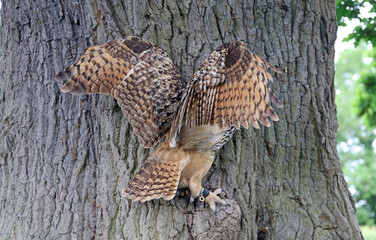 Eurasian Eagle-owl spreading wings, England
