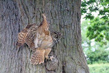 Eurasian Eagle-owl with open wings, England

