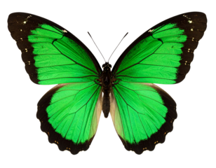 Vibrant Green Butterfly with Detailed Wings, isolated on a transparent background.