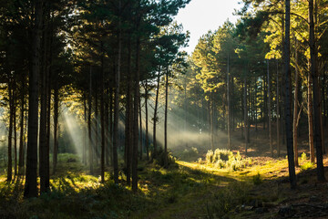 Pine forest with sun rays shining through trees in Sao Francisco de Paula, South of Brazil