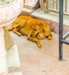 The dog is sleeping comfortably in the sun.