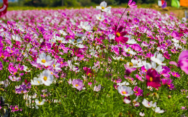 field of pink and white flowers