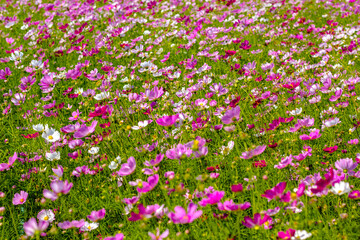 field of pink and white flowers