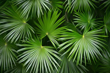 Tropical palm fronds in dense greenery. Green palm leaves overlapping in rainforest foliage. Texture of exotic palm leaves. Palm tree. Palm leaves background. Backdrop. Wallpaper. Palm leaf background