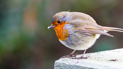close-up of a cute robin in winter