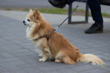Chihuahua breed dog with a leash on a sidewalk in the city