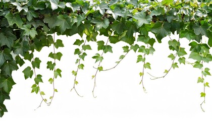 ivy vine transparent background