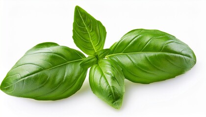 basil leaves isolated on white background