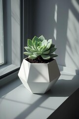 cactus in a pot