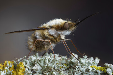 Gro&szlig;e Wollschweber - Bombylius major	