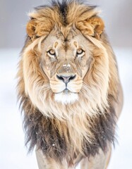 Fototapeta premium beautiful detailed close up image of a lion looking at camera