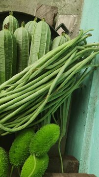 Spiny gourd or spine gourd also known as bristly balsma pear, prickly carolaho isolated on white background. assamese bhat kerela