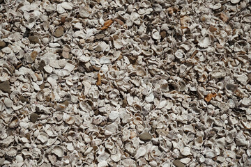 Close up of oyster shells texture on rocky surface natural patterns and marine life details. A background with sea oysters on the seashore. Oyster rocks in the sea, Thailand.