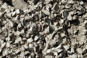 Close up of oyster shells texture on rocky surface natural patterns and marine life details. A background with sea oysters on the seashore. Oyster rocks in the sea, Thailand.
