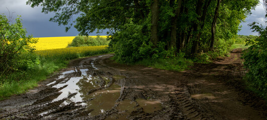 A huge puddle after a thunderstorm. A picturesque area for a landscape painter. A dirt road washed out by rain. Rapeseed fields on the horizon. A lawn with a huge puddle.
