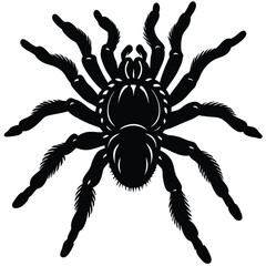 Black Tarantula Spider Illustration Vector Art Design
