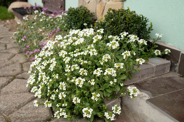 Blooming white flowers on garden pathway with stone steps and green bushes