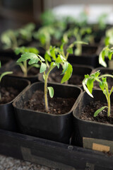 Young tomato seedlings in black pots indoors. Naked Gardening Day
