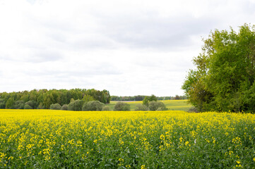 Scenic summer landscape with yellow flower field and green trees under overcast sky