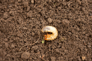 Close-up of grub larva on soil surface in natural habitat