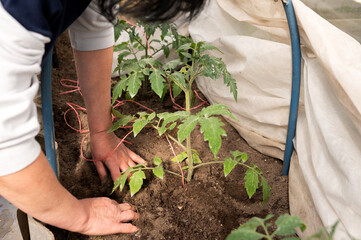 Caucasian female caring for tomato plants in greenhouse