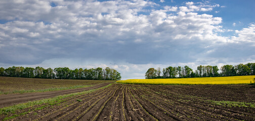 Panorama of agricultural fields of Ukraine. Rapeseed in all its glory. Flowering of rapeseed of black soil area. Colourful, sunny landscape.Sowing is over.