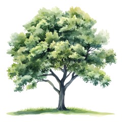 Detailed watercolor painting of a single, full, lush tree against a plain white background.