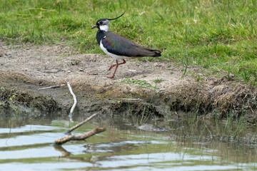 Vanneau huppé,.Vanellus vanellus, Northern Lapwing