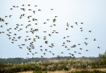 Barge à queue noire,.Limosa limosa, Black tailed Godwit