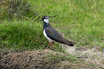 Vanneau huppé,.Vanellus vanellus, Northern Lapwing