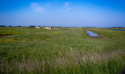 marais; region Pays de Loire; marais Breton Vendéen; 85, Vendée, Loire Atlantique, France