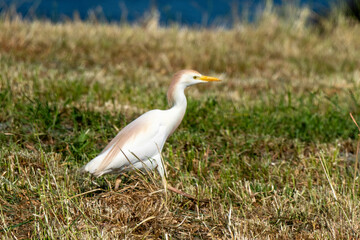 Héron garde boeufs,.Bubulcus ibis, Western Cattle Egret