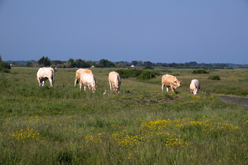 Fototapeta premium Vache Maraichine, marais; region Pays de Loire; marais Breton Vendéen; 85, Vendée, Loire Atlantique, France