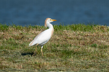Héron garde boeufs,.Bubulcus ibis, Western Cattle Egret