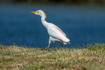 Héron garde boeufs,.Bubulcus ibis, Western Cattle Egret