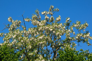 Acacia, Robinier, Robinia pseudacacia