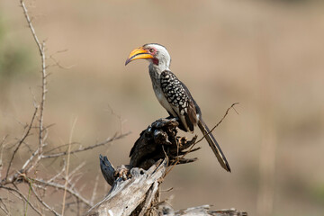 Calao à bec jaune,.Tockus flavirostris, Eastern Yellow billed Hornbill, Parc national Kruger,...