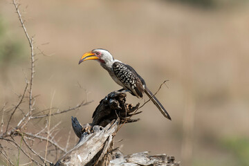 Obraz premium Calao à bec jaune,.Tockus flavirostris, Eastern Yellow billed Hornbill, Parc national Kruger, Afrique du Sud