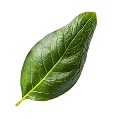 Obraz premium Single Green Leaf, Isolated, Nature, Botany, Plant, Vein, Texture, Detail, Photography, Black Backgr