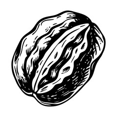 A vintage illustration showing a pecan shell