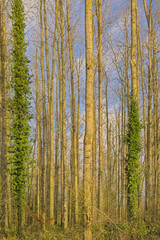 Sunny bare trees with ivy in Raspaillebos forest, Geraardsbergen, Flanders, Belgium 