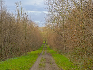 Trail through a recent plantation with bare winter trees in Raspaillebos forest, Geraardsbergen,...