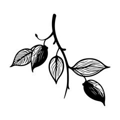 minimal and simple Prunus persica fruit vector silhouette, isolated white background 