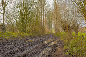  Very muddy trail with puddles with reflections of trees in Raspaillebos forest, Geraardsbergen, Flanders, Belgium 
