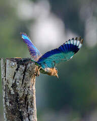 Indian roller 