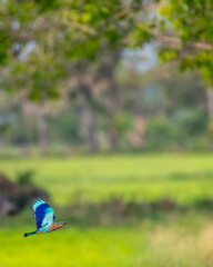 Indian roller 