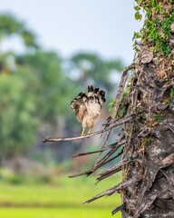 Eagle 