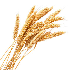 Golden wheat stalks, ripe and ready for harvest
