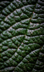 Beautiful and expressive texture of a dark green leaf